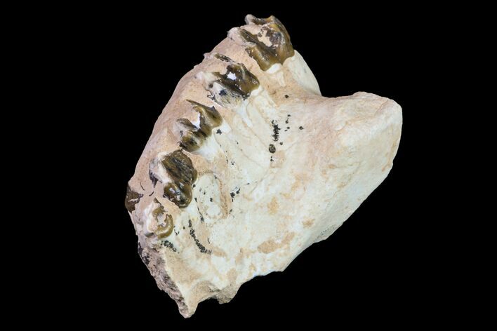 Oreodont (Merycoidodon) Maxilla Section - South Dakota #157395